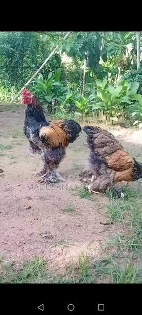 Brama Chicken
