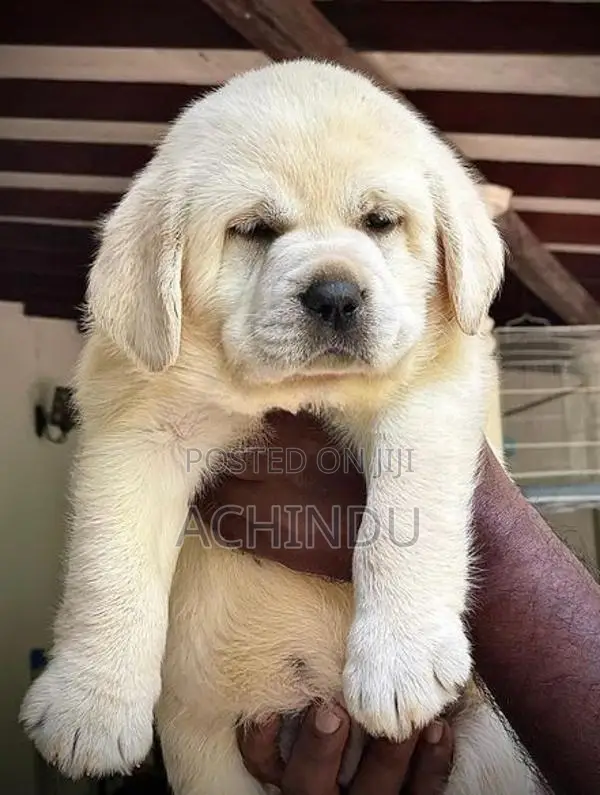 Labrador Retriever Puppies