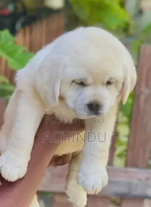Labrador Retriever Puppies