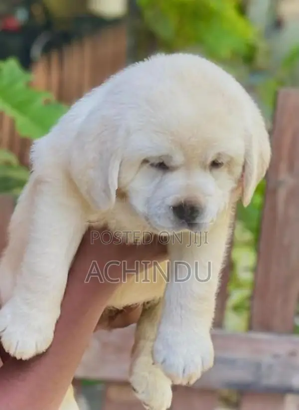 Labrador Retriever Puppies