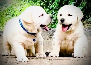 Labrador Retriever Puppies