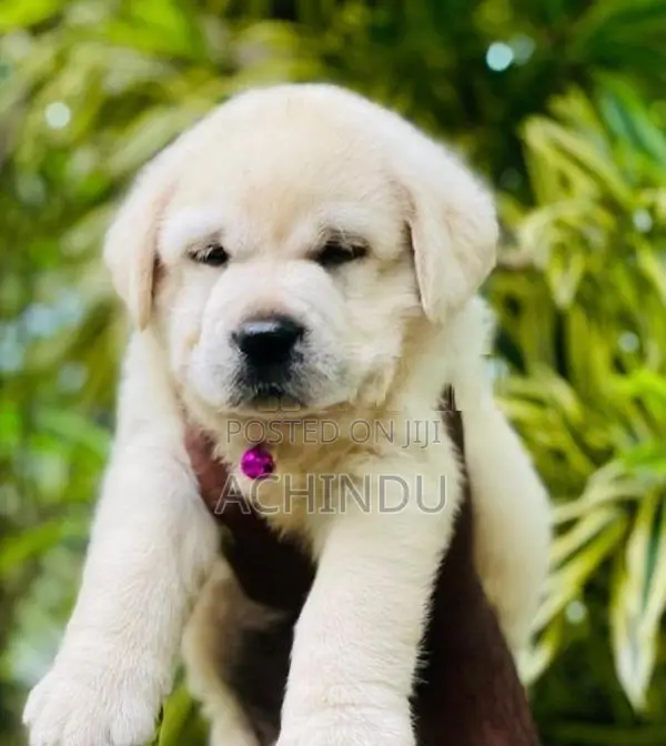 Labrador Retriever Puppies