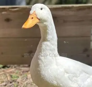 2 Ducks