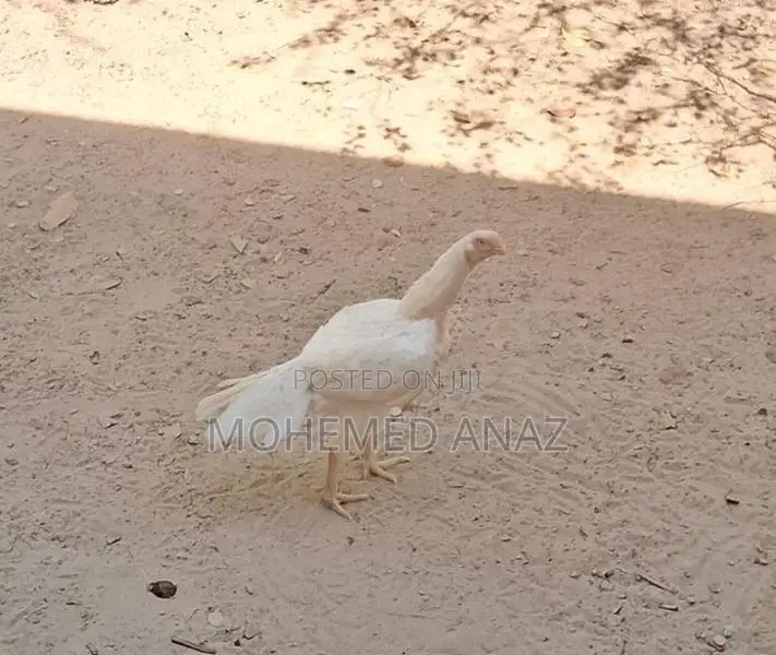 Farm Chicken
