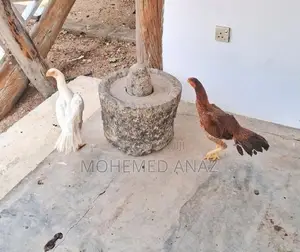 Farm Chicken