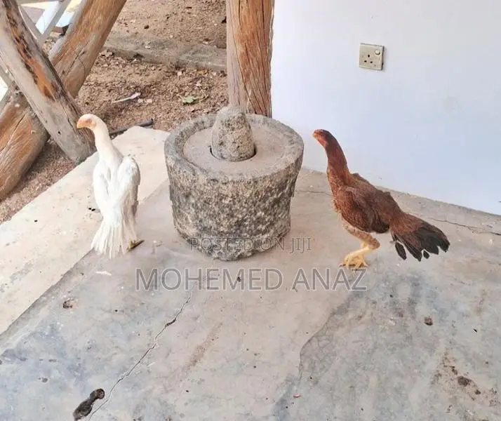 Farm Chicken