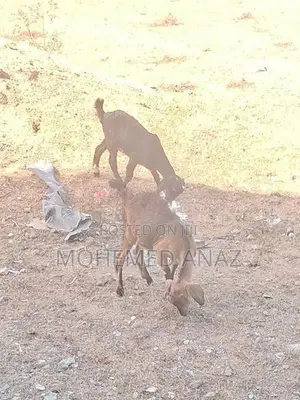 Female Goat