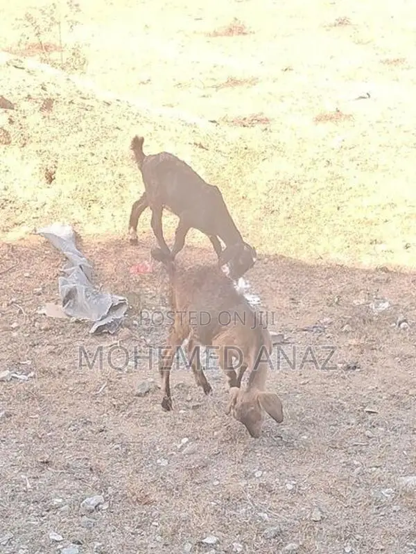 Female Goat