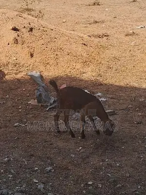 Female Goat