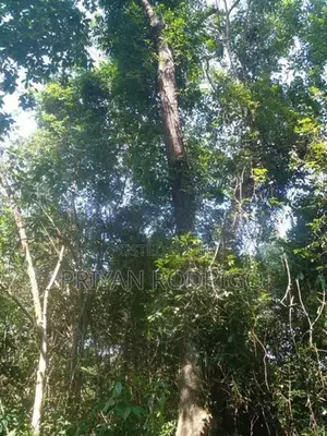 Beliatta, 534 Perches of Land for Sale