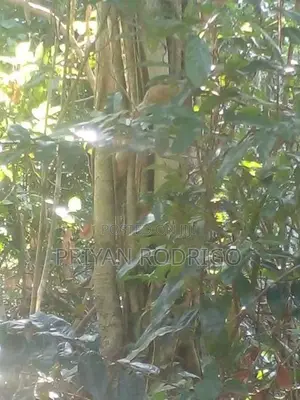 Beliatta, 534 Perches of Land for Sale
