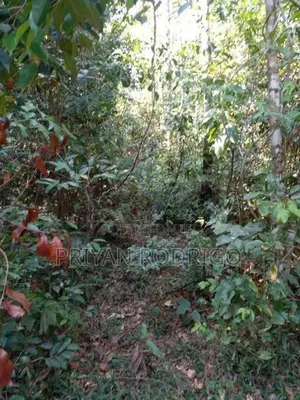 Beliatta, 534 Perches of Land for Sale