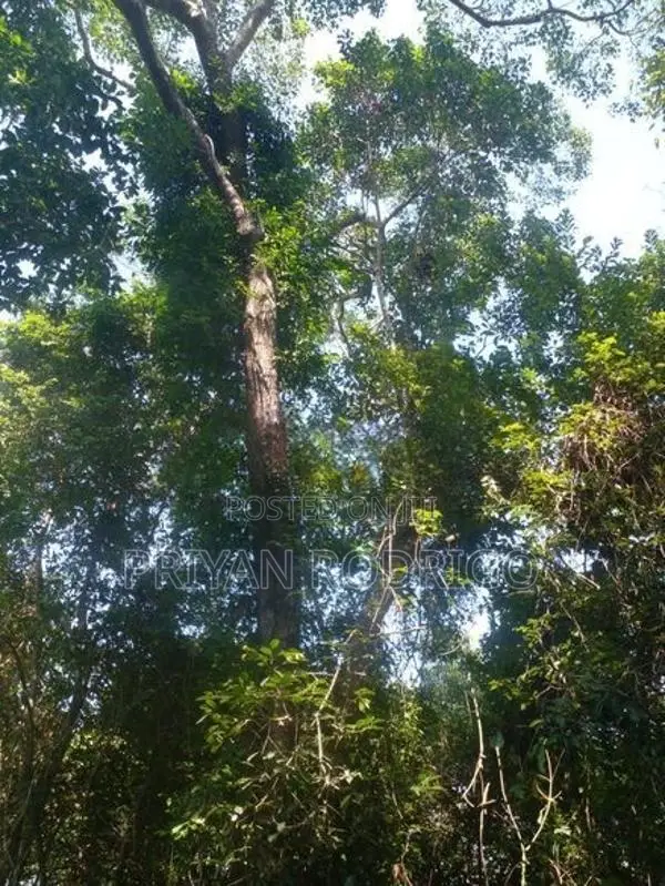 Beliatta, 534 Perches of Land for Sale