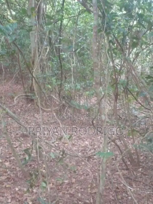 Beliatta, 534 Perches of Land for Sale