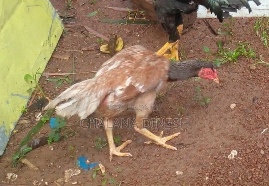 Aseel Rooster