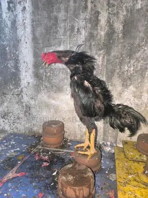 Hens Roosters