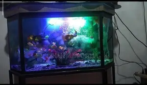 Fish Tank