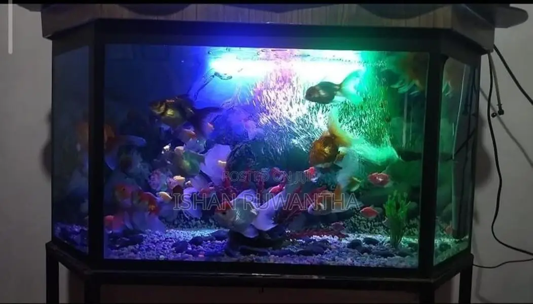 Fish Tank