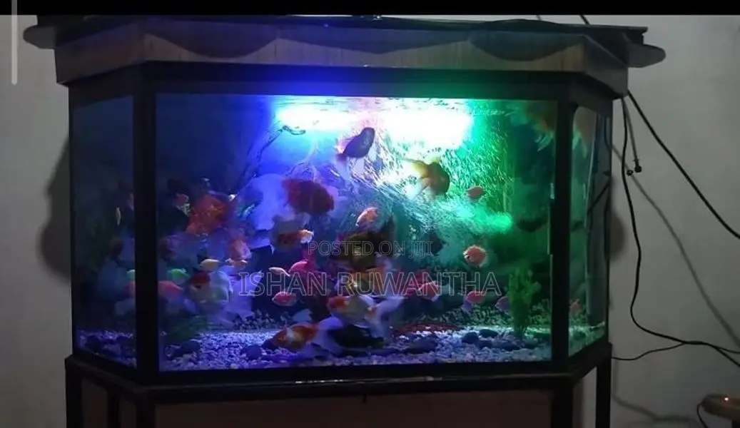 Fish Tank