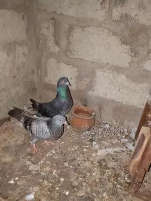 Keeri Timer Pigeon