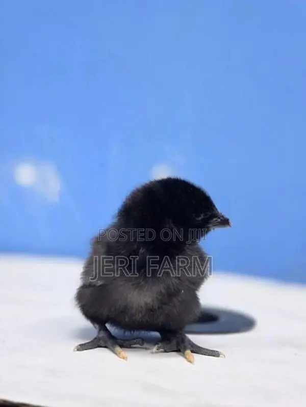 கருங்கோழி குஞ்சு