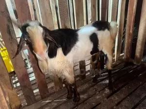 Goat