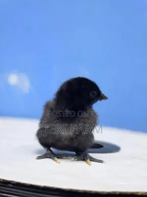 கருங்கோழி குஞ்சு