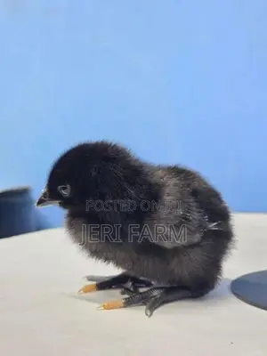 கருங்கோழி குஞ்சு