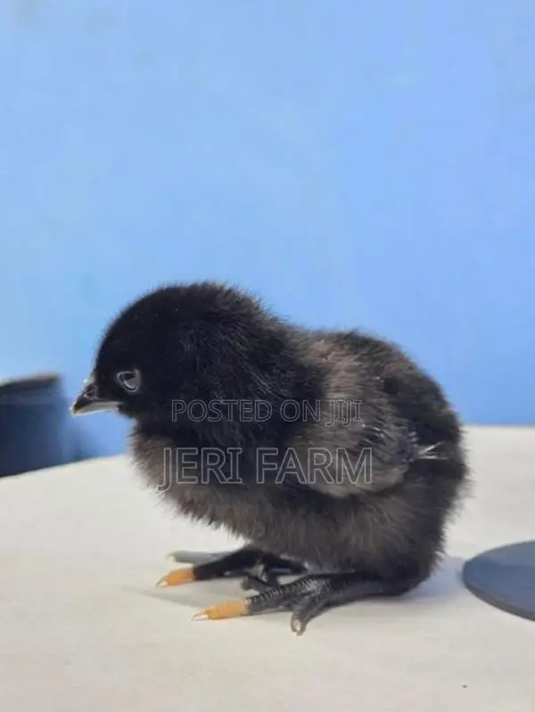 கருங்கோழி குஞ்சு