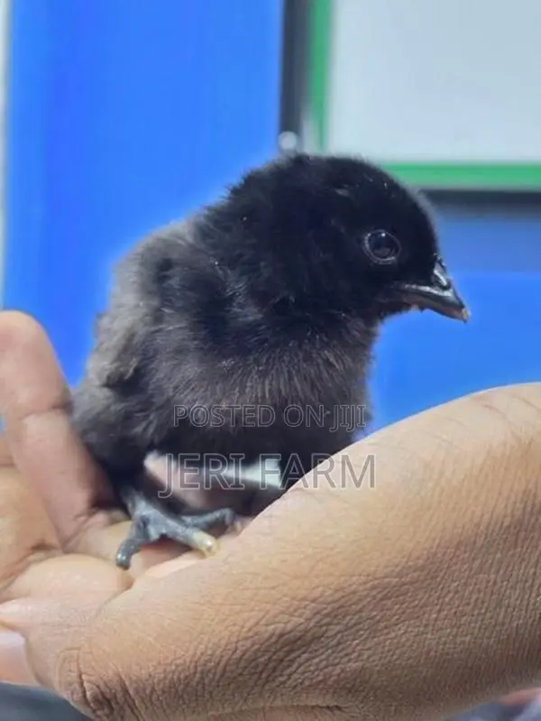 கருங்கோழி குஞ்சு