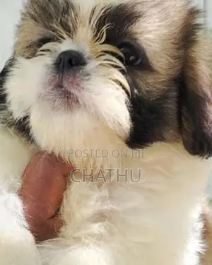 Shih Tzu Puppies