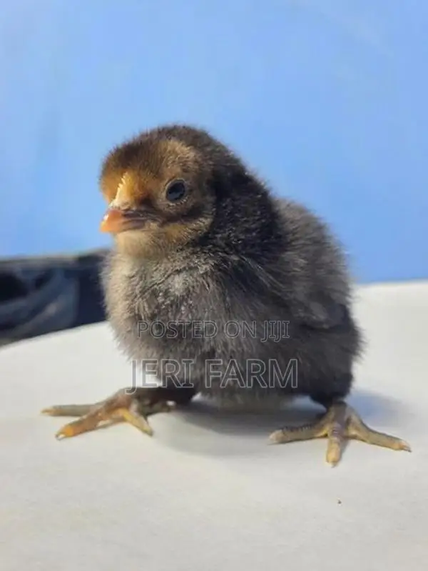 Sonali Chicken