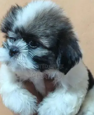 Shih Tzu Puppies