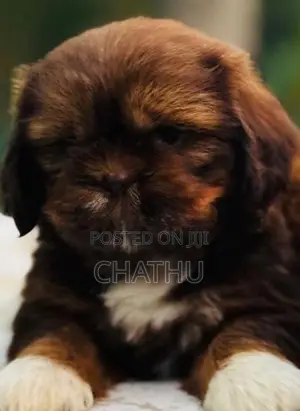 Shih Tzu Puppies