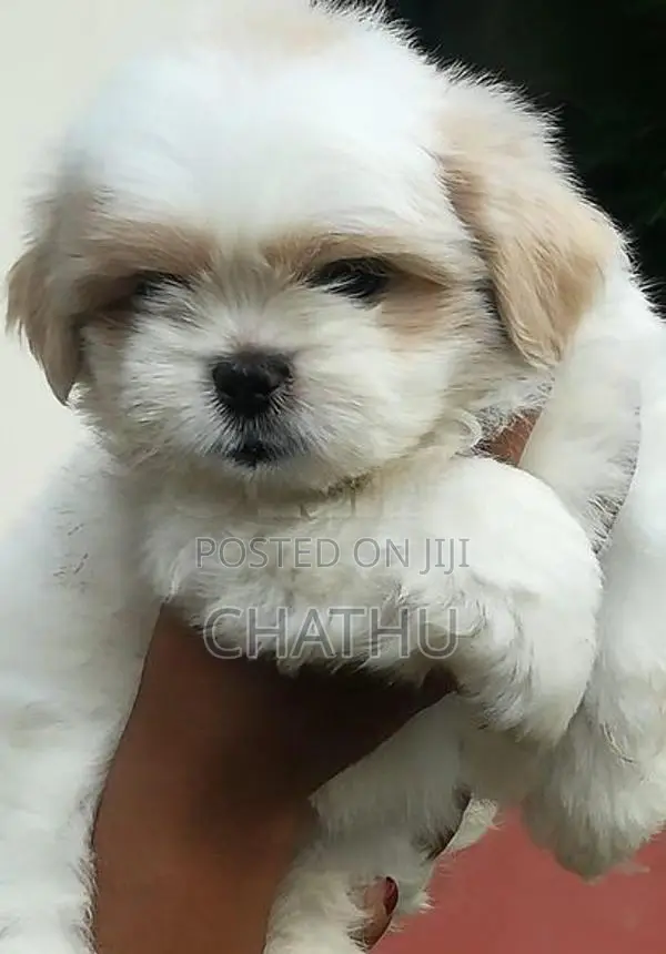 Shih Tzu Puppies