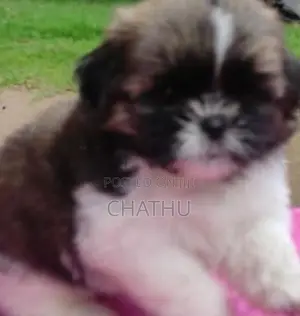 Shih Tzu Puppies