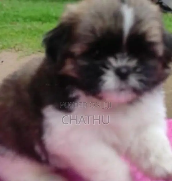 Shih Tzu Puppies