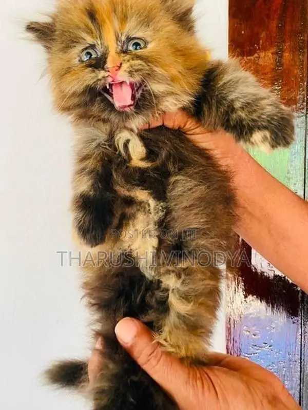 Persian Cat