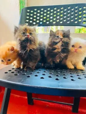 Persian Cat