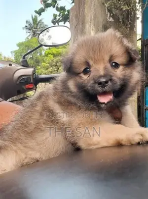 Lion Pomeranian Puppy