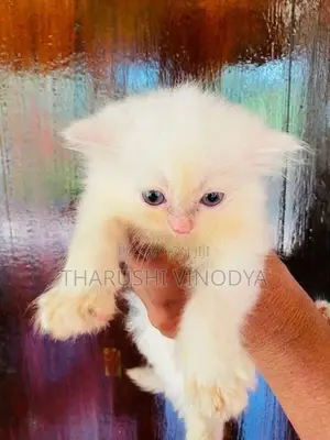 Persian Cat