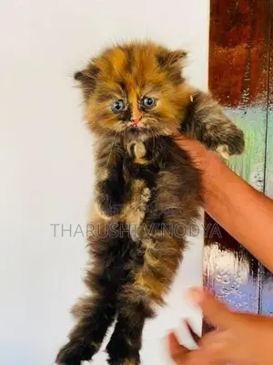 Persian Cat