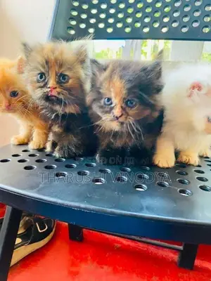 Persian Cat