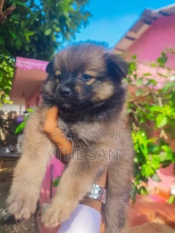 Lion Pomeranian Puppy