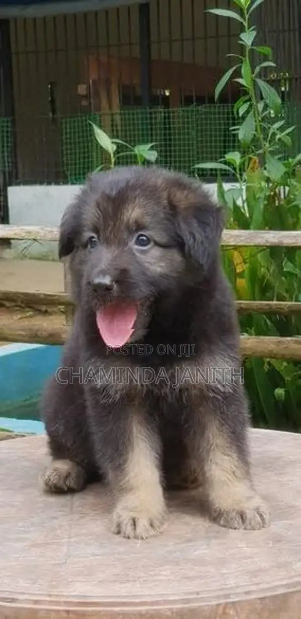 German Shepherd Puppies