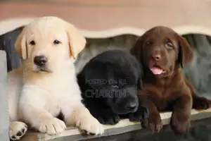 Labrador Puppies ( Black & Golden Yellow )