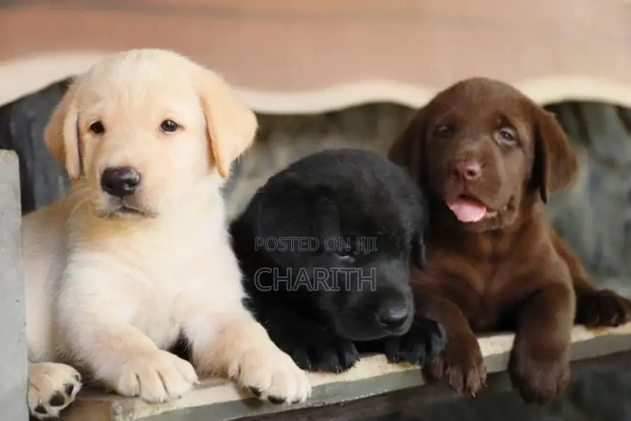 Labrador Puppies ( Black & Golden Yellow )