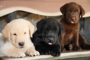 Labrador Puppies ( Black & Golden Yellow )