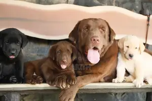 Labrador Puppies ( Black & Golden Yellow )