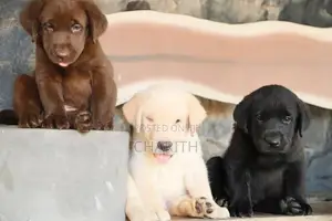 Labrador Puppies ( Black & Golden Yellow )